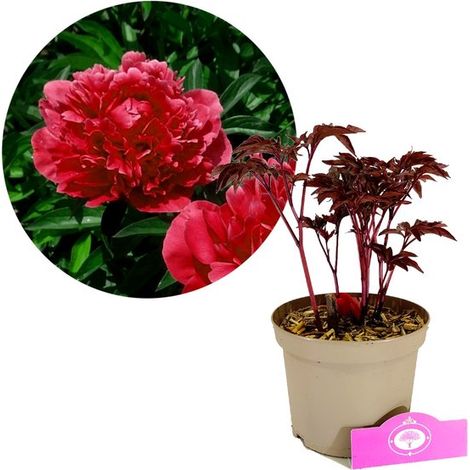 Paeonia lactiflora 'Karl Rosenfield' - Pivoine - Hauteur 40 cm - Pot de 2 litres (1/3)