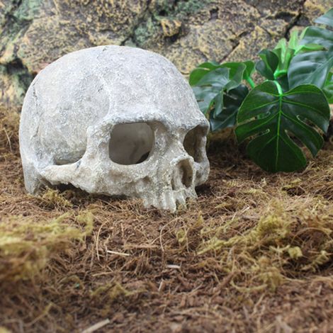 Statue de crâne en résine pour aquarium, grotte ou décor de paysage (lézard, serpent, araignée, scorpion). (1/5)