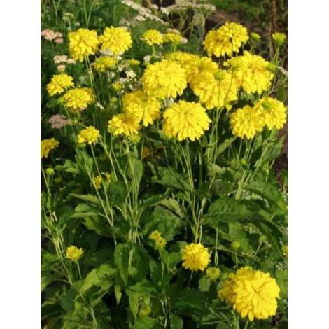 Rudbeckie laciniata 'Goldquelle' Godet de 8/9 cm