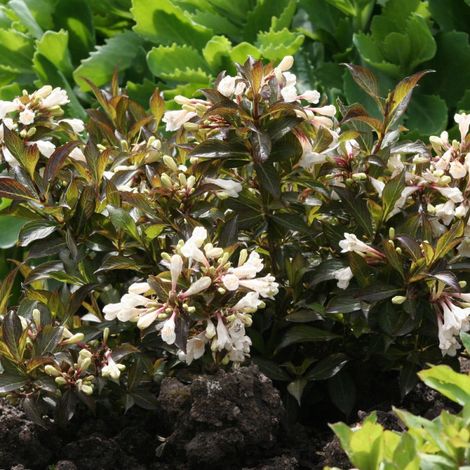Weigela Black and White® 'Courtacad1', Weigelia/Pot de 4L - 40/60 cm (1/5)
