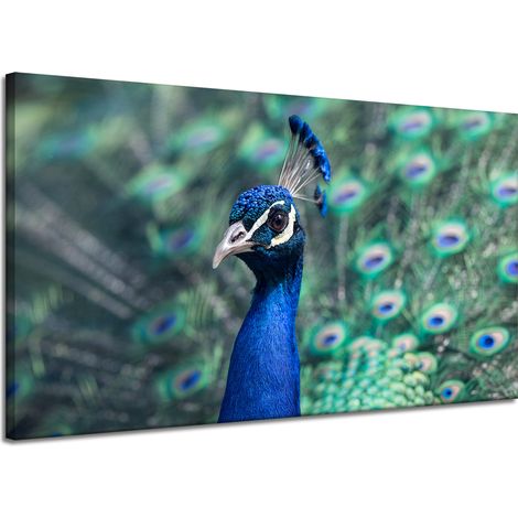 Leinwanddruck Tiere Bunter Pfau 120x70 cm Vogel Indischer Pfau