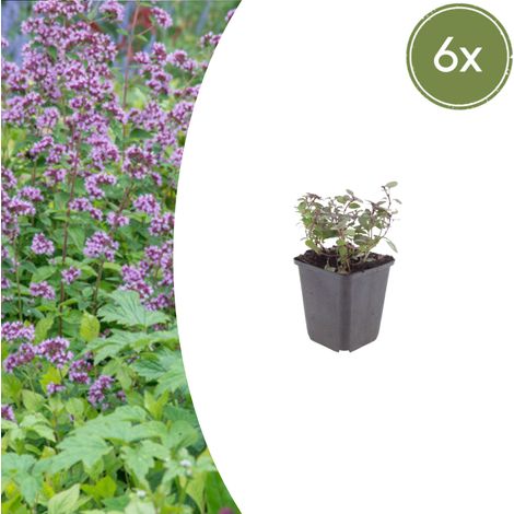 Lot de 6 Origanum laevigatum 'Herrenhausen' - Origan Ornemental Vivace - Rose - 10-25 cm - Ø 9 cm - PANGIVO (1/5)