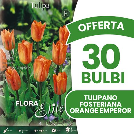 Offerta 30 Bulbi di Tulipano Fosteriana Orange Emperor