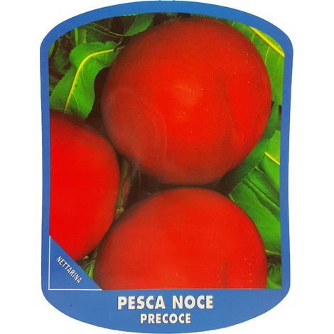 Pesca Noce Precoce (Pianta di 3 anni)