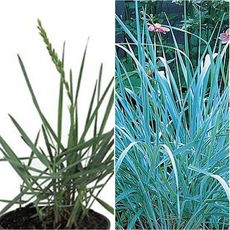 Planta de Leymus Arenarius Blue Dune. 50 Cm