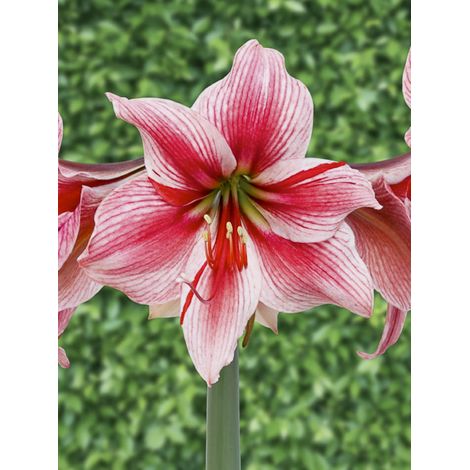Amaryllis 'Gervase' Bulbe calibre 24/26 (1/2)