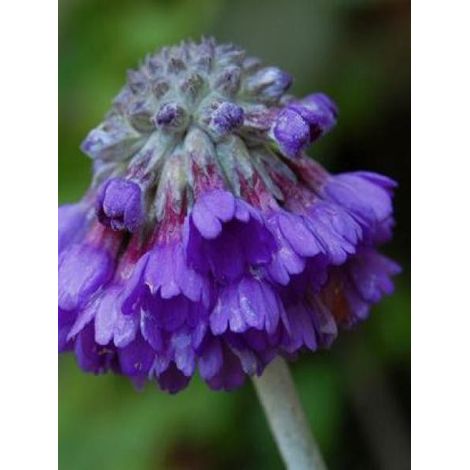 Primevère 'Noverna Blue' le sachet de 25 graines environ