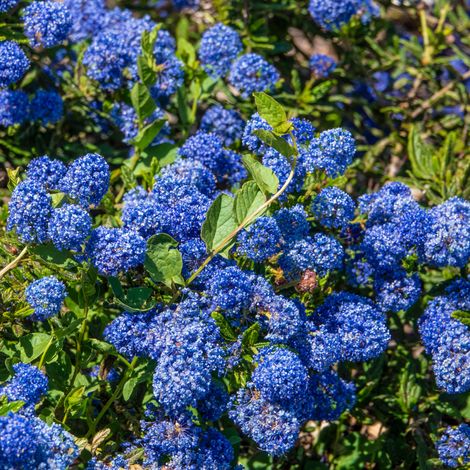 Céanothe impressus victoria - Ceanothus impressus victoria 30 cm Pot 3L