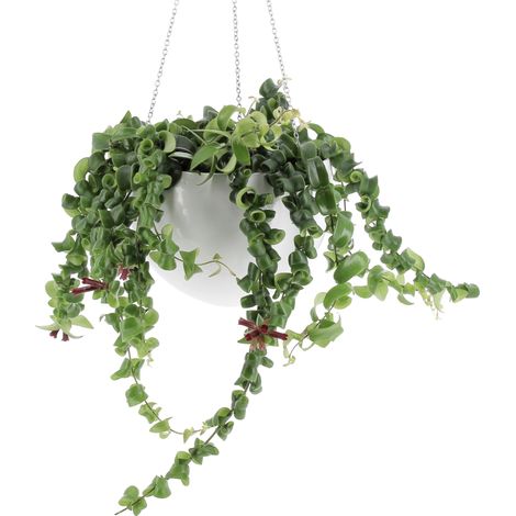 Aeschynanthus Rasta con Vaso in Ceramica Alaska - Vaso da Coltura Ø 15 cm (1/3)
