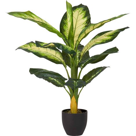 Dieffenbachia Pflanze gepunktet 55X55X100 Cm (1/5)