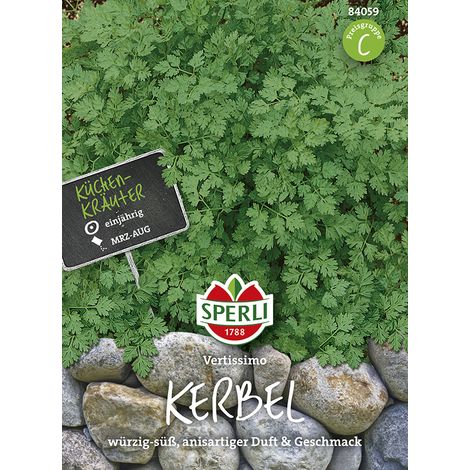 Sperli – Cerfeuil Vertissimo – Graines d'aromatiques, hauteur env. 20-40 cm (1/2)