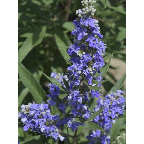 Gattilier, Poivre de moine 'Blue Puffball' Pot de 3L/4L