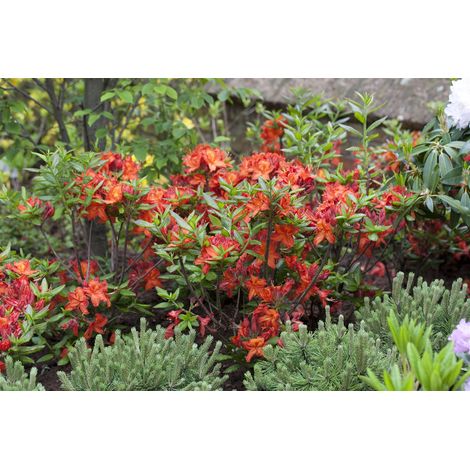 Sommergrüne Azalee 'Parkfeuer' Rhododendron lut.'Parkfeuer' C5 30- 40 (1/3)