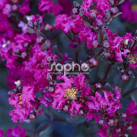 Lilas des Indes Black Diamond® Mystic Magenta™, Lagerstroemia/Pot de 3L - Touffe