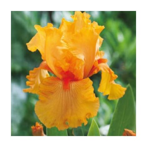 IRIS FLAMING - LE GODET