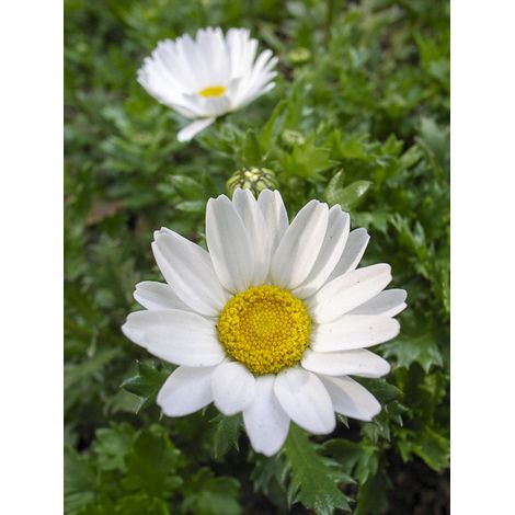 Chrysanthème des marais 'Snow Daisy' le sachet de 700 graines (0,5g) (1/2)
