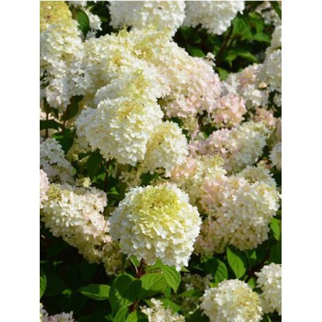 Hortensia paniculé 'Diamantino® 'ren101' ' Pot de 3L/4L