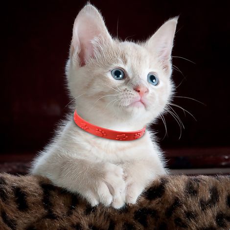 3 colliers anti-puces rouges réglables pour chat, prévention contre puces, tiques et acariens, accessoires animaux (1/4)
