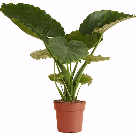 Bloomique - Alocasia Gageana California - Oreille d'éléphant - Plante d'intérieur - Purificateur d'air - Hauteur 60-80 cm - Pot de 21 cm