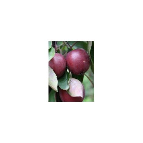 Pommier nain 'Red Leaf' Pot de 4L/5L (1/2)