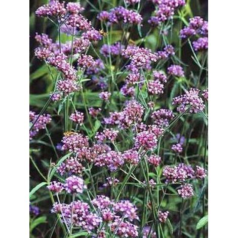 Verveine de Buenos Aires 'Lollipop' Godet de 8/9 cm