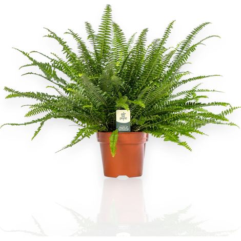 Gardenaria Nephrolepis exaltata 'Green lady' - Pianta da interno ornamentale - Altezza: 45 cm (vaso 17) (1/5)