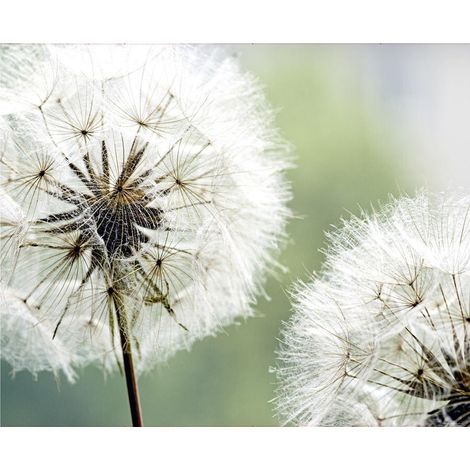 Dandelion, photo murale intissée, 360x270 cm, 4 parts (1/3)