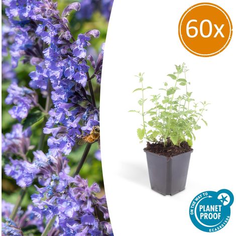 Lot de 60 Nepeta 'Six Hills Giant' Menthe des Chats Fleurs Bleu-Lilas Vivace Pot Ø 9 cm - PANGIVO (1/5)