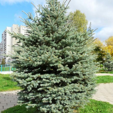 Graines de Sapin Bleu Bonsai "Blue Spruce"  Lot de 20 Graines  Plante en Pot Facile  Pour Jardin et Décoration Extérieure (1/2)