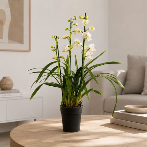 Gardenaria Cymbidium white - Pianta da interno ornamentale - Altezza: 85 cm (vaso 14) (1/5)