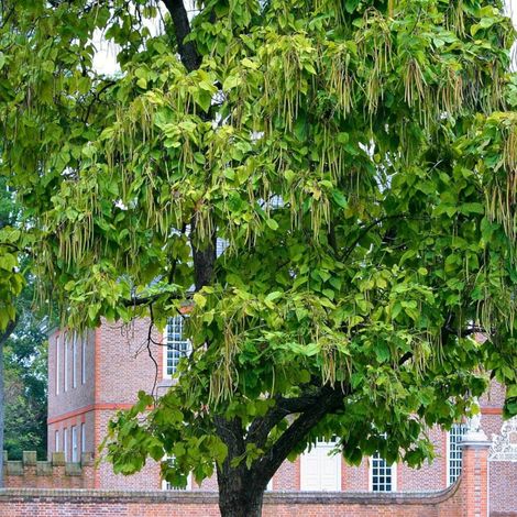 Catalpa commun, Catalpa bignonioides/Pot de 15L - Baliveau