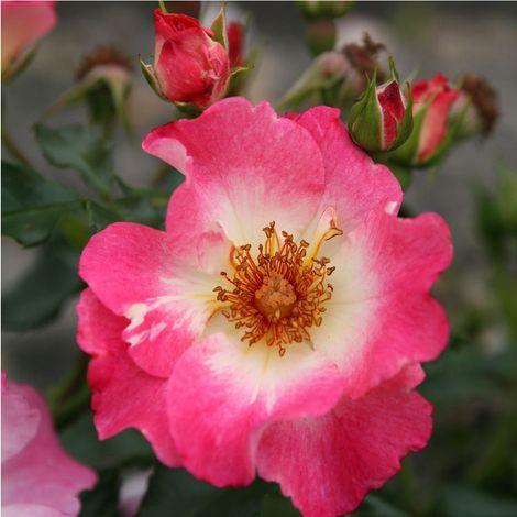 2 x Rosa  - Kordes Nectar Rosier - Rosa 'Dolomiti'