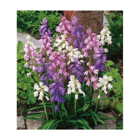 JACINTHE DES BOIS - 15 BULBES