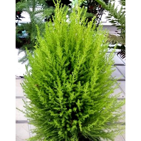 Planta Cipres Aroma Lim�n. Cupressus Macrocarpa. Goldcrest Wilma. 40 - 50 Cm