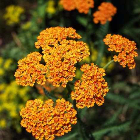 4 x Achillée  - Achillea 'Walter Funcke'  - godet 9x9 cm