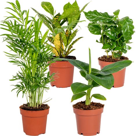Bloomique - Lot de 4 - Mélange de plantes tropicales - Musa, Chamaedorea, Codiaeum, Coffea - Dépolluantes - Hauteur 20-40 cm - Pot 12 cm