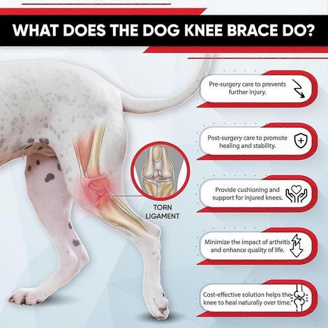 Attelle de genou premium pour chien (ligament croisé antérieur), attelle pour chien (ligament croisé antérieur déchiré, patte arrière), taille L (1/4)