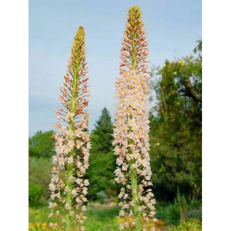Eremurus robustus Pot de 4L/5L calibre I (1/2)
