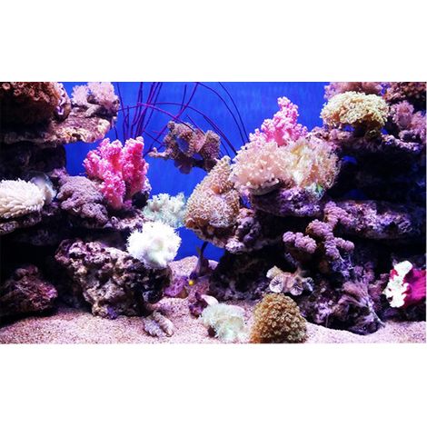 Affiche adhésive effet 3D corail Seaworld pour décoration d'aquarium 122x61cm (1/5)