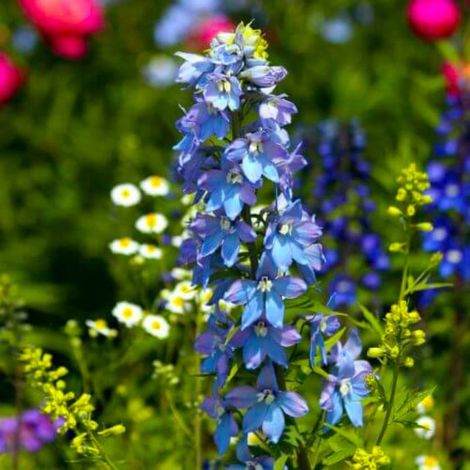3 Pieds d'Alouette 'Summer Skies' (Delphinium 'Summer Skies') (1/5)