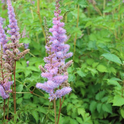 4 x Astilbe de Chine  - Astilbe chinensis 'Pumila'  - godet 9x9