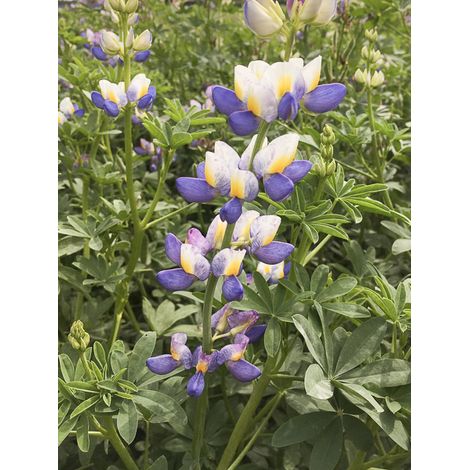 Lupin 'Sunrise' le sachet de 10 graines (2g) (1/2)