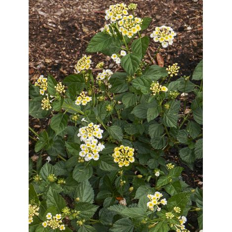 Lantana 'Chapel Sunny Side Up' Pot de 2L/3L (1/2)