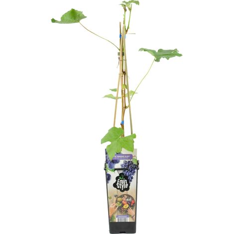 Bloomique - Vitis Vinifera 'Boskoop Glory' - Plant de raisin - Raisins bleus - Plantes fruitières - Plantes de jardin - Résistant à l'hiver - Pot 14 cm - Hauteur 60-70cm (1/5)