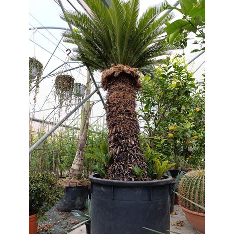 Cycas Cicas Revoluta Palma Nana in Mastello Ă¸75 h tronco 110 cm altezza totale 150 cmâ€“Pianta Ornamentale Sempreverde da Esterno e Interno Luminoso Tropicale Resistente â€“ Ideale per Giardino, Terr (1/2)