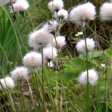 4 x Eriophorum vaginatum - godet 9x9 cm (1/5)