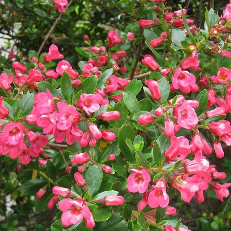 Escallonia 'Donard Seedling' - 40-50 cm pot (1/4)