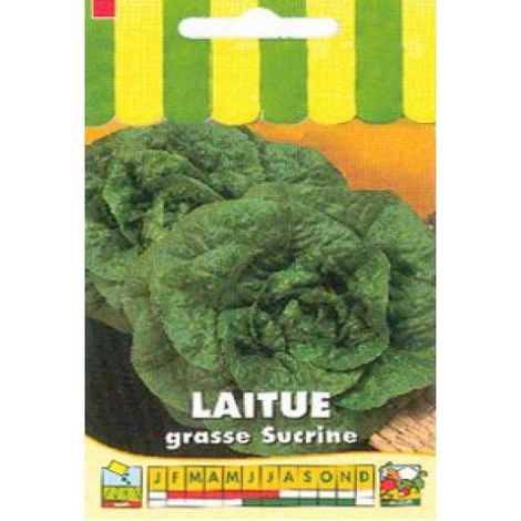 Laitue batavia 'Grasse Sucrine' le sachet de 2500 graines environ (3g)