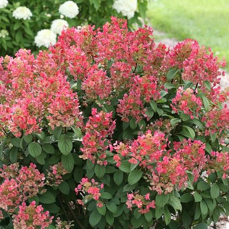 - Plantes d'extérieur - Rustique - Hortensia - Hydrangea paniculata Little Quick Fire - Blanc - Rose - Rouge - Hauteur : 30-40 cm - Pot : P23 (1/5)