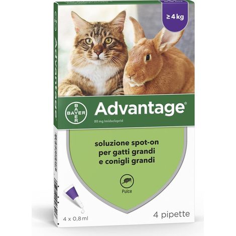 Advantage 80 punktgenaue Pestizidlösung für Katzen über 4 kg 4 Pipetten